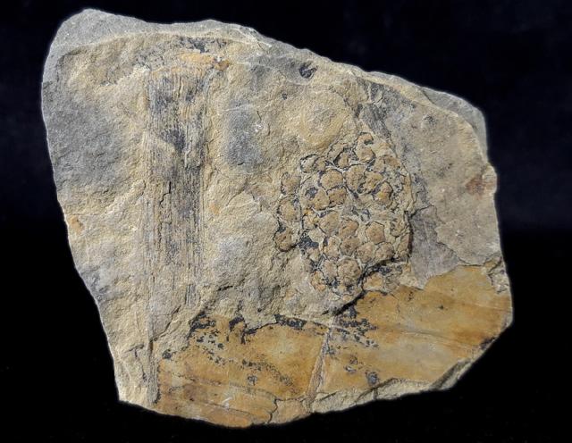 Equisetites arenaceus (JGER 1827) - Bild © FossNet FossilienStore